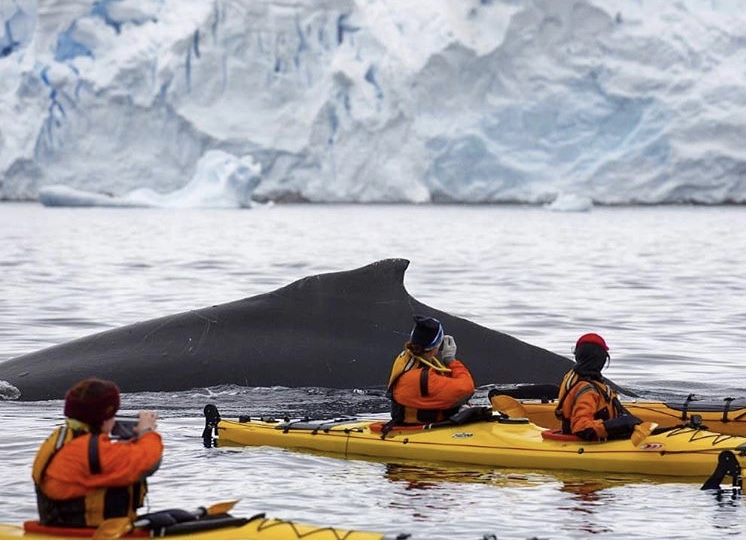 龐大的鯨魚其實很溫柔也充滿好奇心。© Eric Wong / Greenpeace
