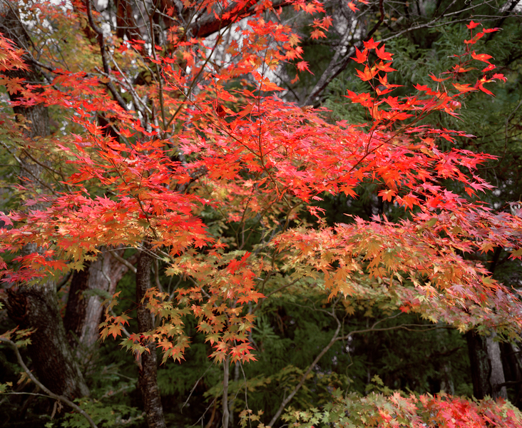阿牧第一次看紅葉,是在經歷核災不久的福島。他形容2011年11月這旅程很美但感覺很怪,當地未開始解禁,也未開始清理輻射,四處了無人跡,只有蒼涼的紅葉。© Robert Knoth / Greenpeace