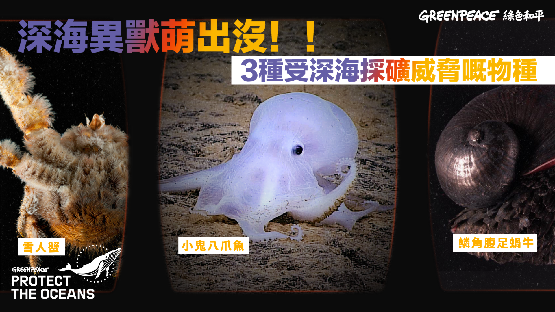 深海異獸萌出沒 3種受深海採礦威脅物種 Greenpeace 綠色和平 香港