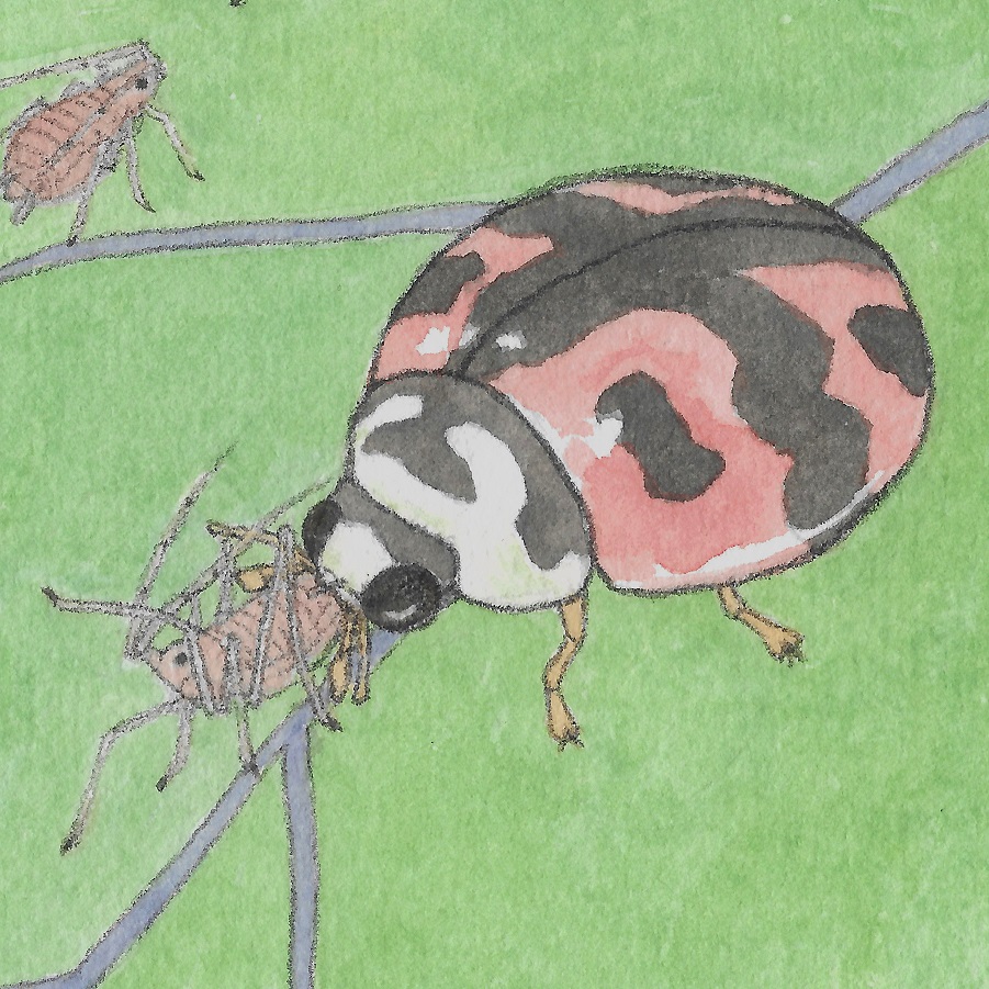 【動物傳心師】聖母差遣來的瓢蟲 © 呂朗婷