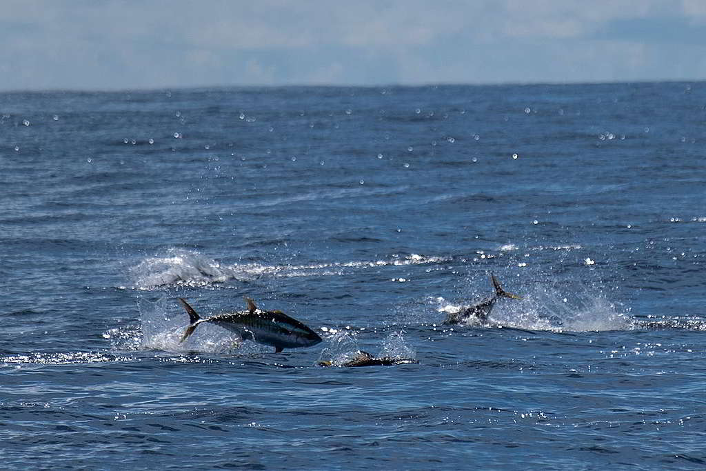 在印度洋出沒的吞拿魚，同樣面臨過度捕撈危機。 © Tommy Trenchard / Greenpeace