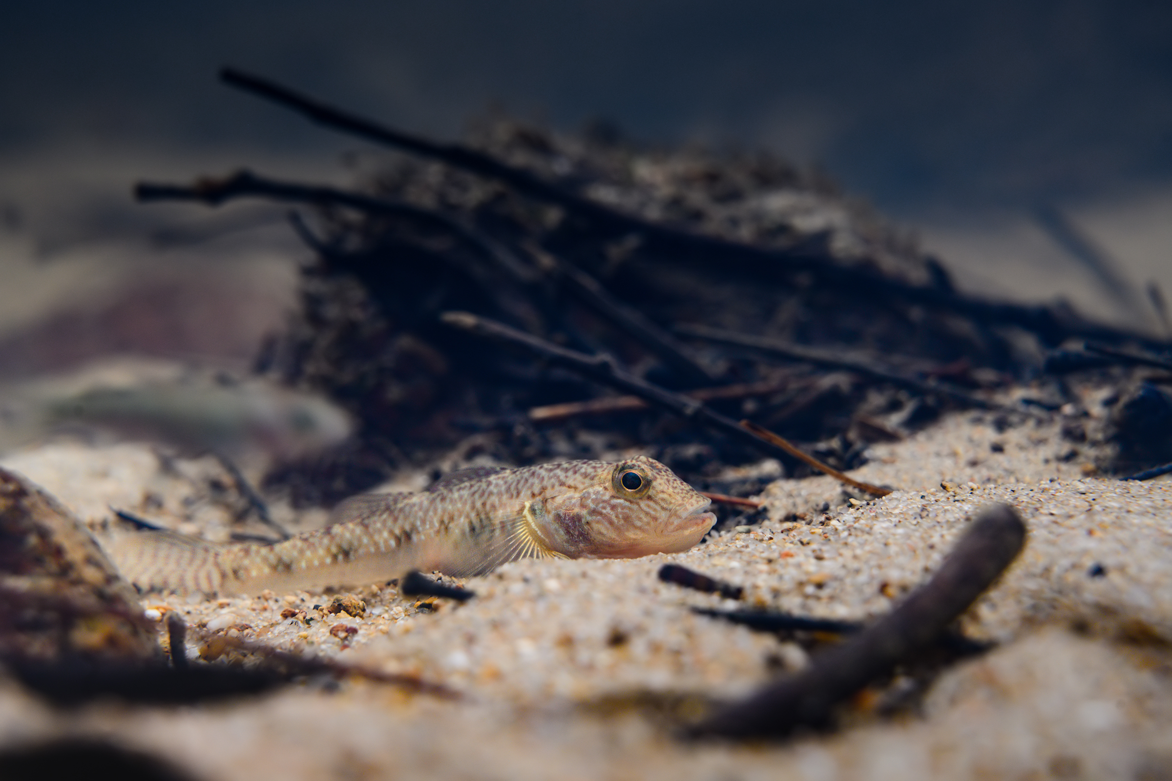 真吻鰕虎魚。 © FHS