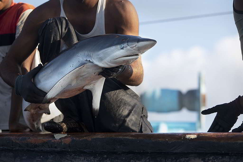 亞洲許多地區因為對鯊魚鰭製成的「魚翅」存在迷思，大量消費魚翅，成為鯊魚瀕臨絕種的禍首之一。 © Abbie Trayler-Smith / Greenpeace