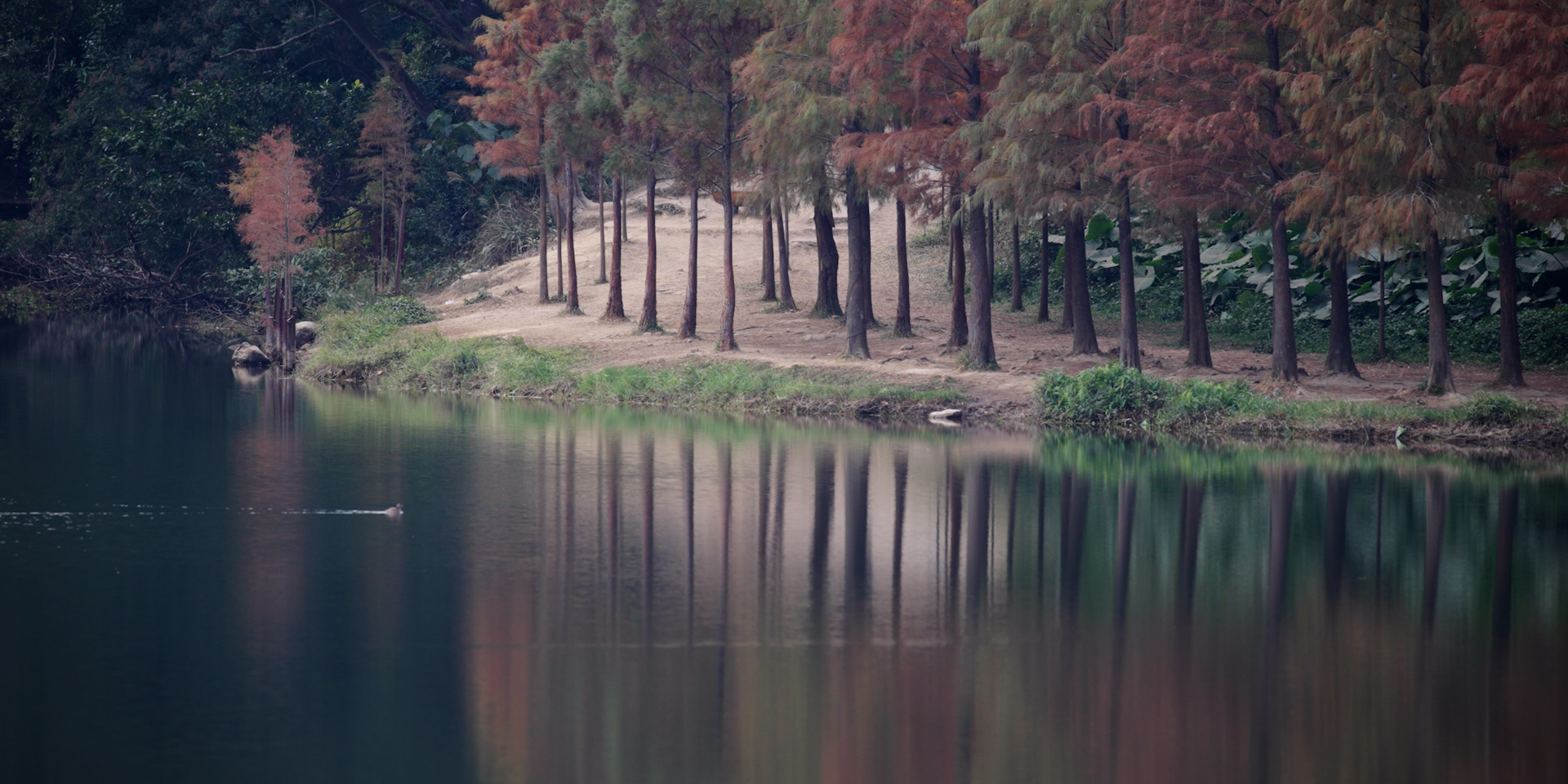 落羽杉,流水響水塘。 © FHS