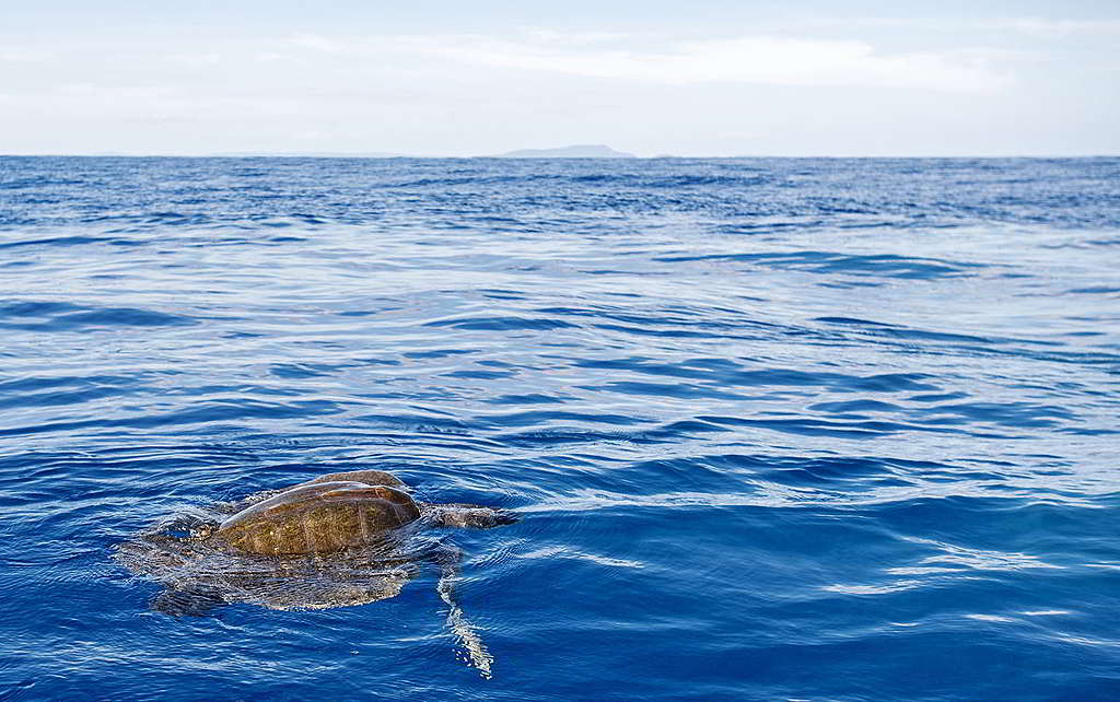 極度瀕危的欖蠵龜（olive ridley sea turtle）浮出水面。 © Marten van Dijl / Greenpeace