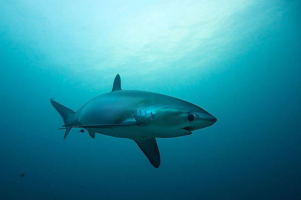 長尾鯊的尾巴佔體長一半，是捕獵魚群時的利器；雖然外貌嚇人，但身為食物鏈頂級獵食者，牠們鮮少主動攻擊人類。 © Steve De Neef