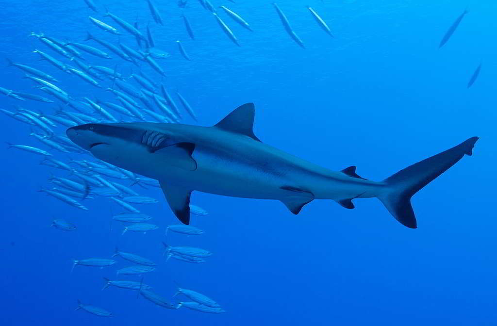 鯊魚分佈於全球海域，種類繁多、體型差異極大，有超過12米長的鯨鯊，也有僅17厘米長的侏儒角鯊；有的是肉食者，有的只濾食浮游生物，圖為黑尾真鯊。 © Paul Hilton / Greenpeace