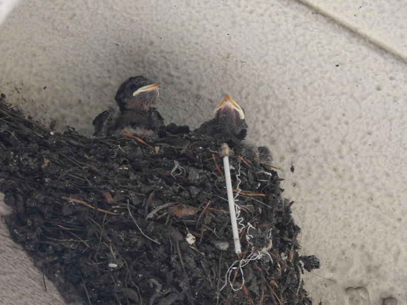 唐樓屋簷下的雛燕,攝於2021年香港舊區。有趣發現,燕巢物料包括棉花棒。 © helen yip