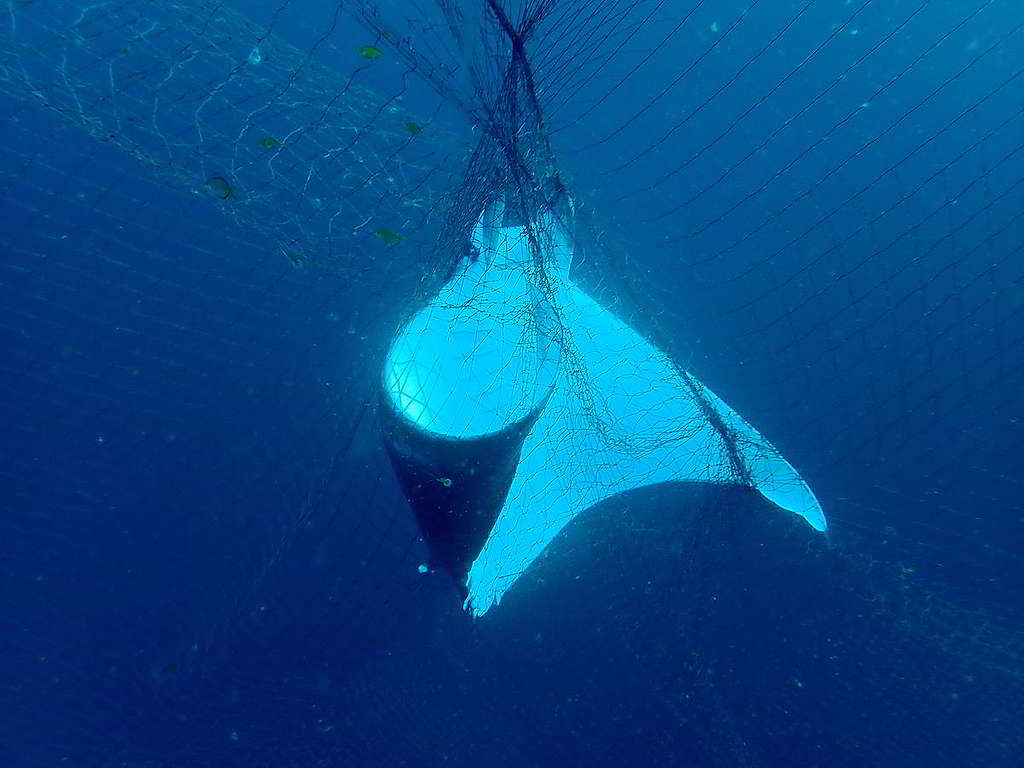 過去15年間，西南印度洋的鰏魟數量大跌逾85%；鯨豚、鯊魚等海洋生物也常常墮進流刺網。 © Alessandro Montanari / Greenpeace