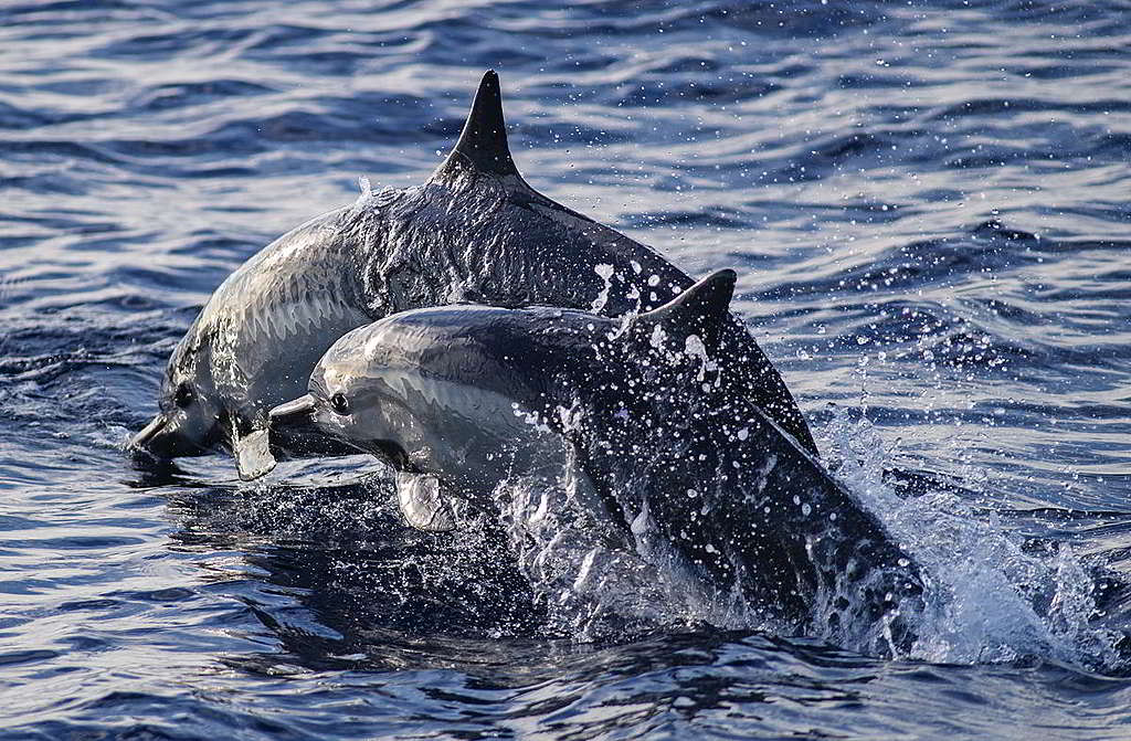 飛旋海豚成雙躍出水面。 © Marten van Dijl / Greenpeace