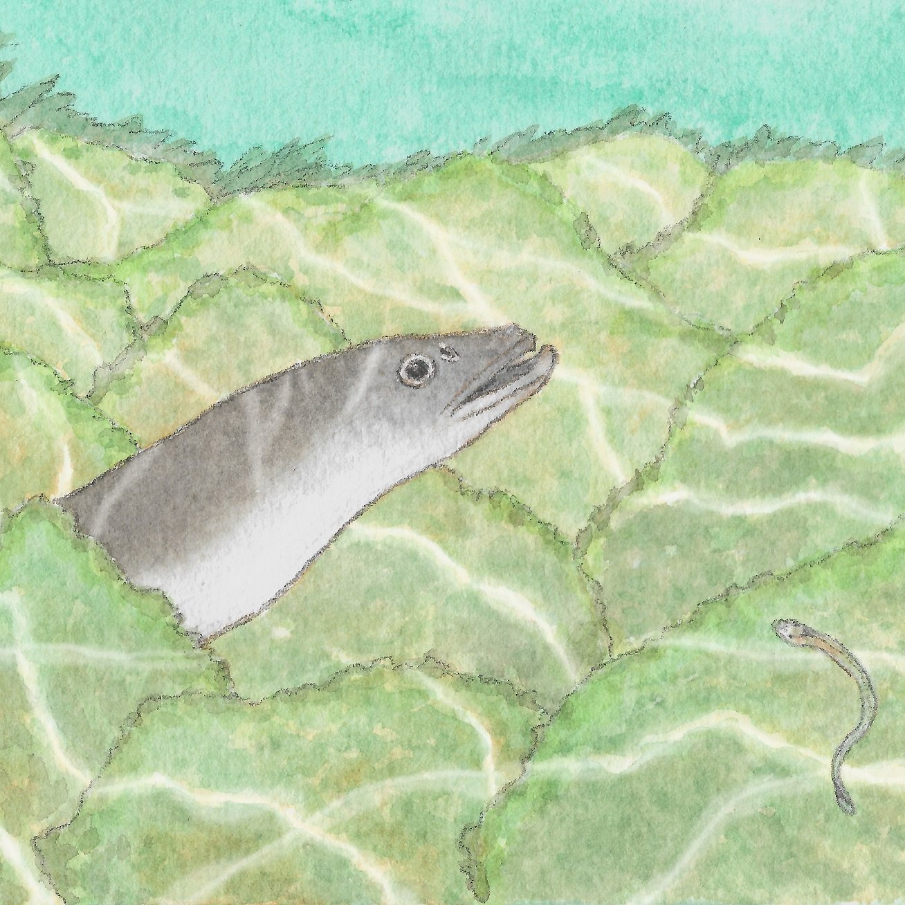 【被忽略的瀕危生物 】鰻魚 © 呂朗婷