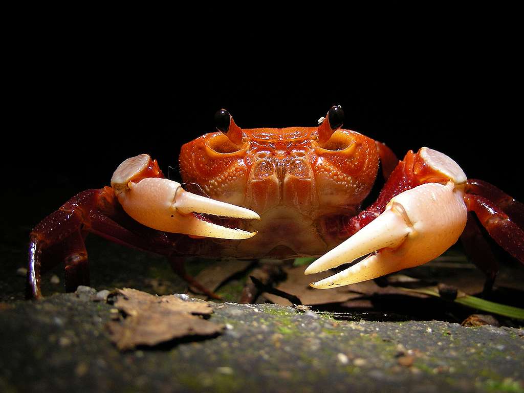 香港南海溪蟹 © 馬屎