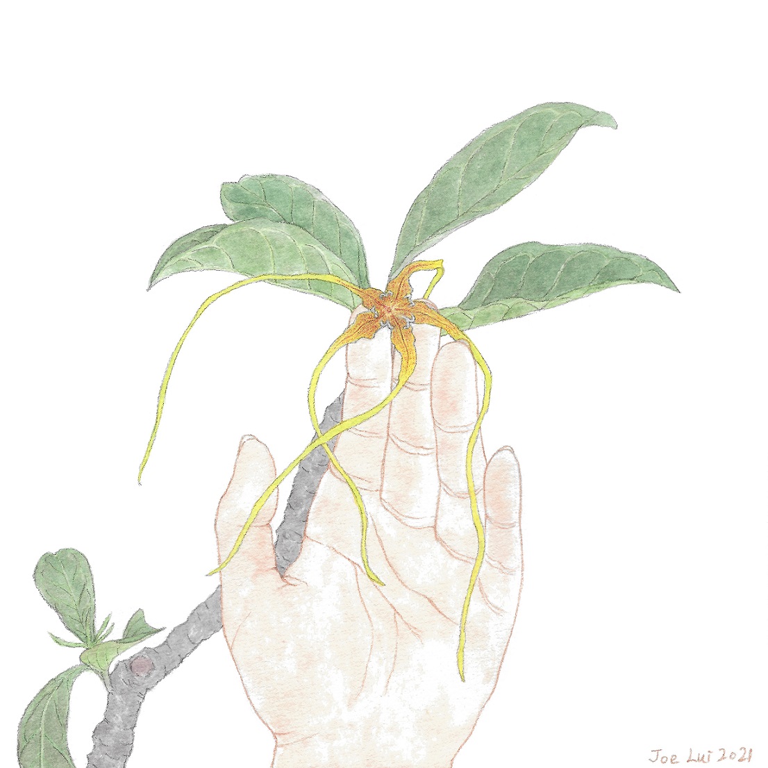 【手上留情】羊角拗 © 呂朗婷
