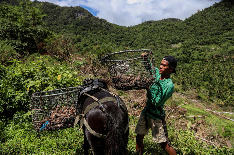 位於黎剎省山上的原住民農地,Joemar將收割好紫薯裝滿籃子。 © Basilio H. Sepe / Greenpeace