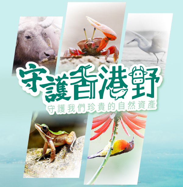 「守護香港野」© Greenpeace