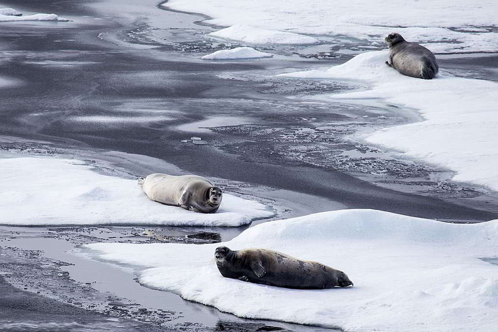 高緯度北冰洋上的海冰──髯海豹Bearded seal （Erignathus barbatus）在所剩無幾的海冰上棲息。 © Wilson Cheung