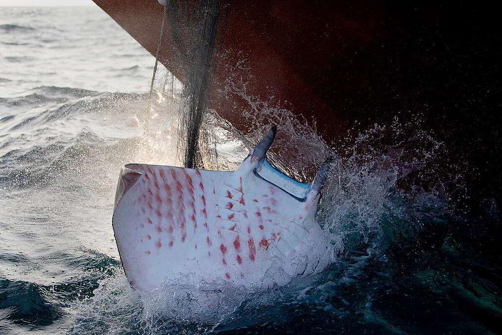 小豚親眼見到被誤捕的魟魚負隅頑抗，身軀拍打船身至血跡斑斑，心痛不已。 © Abbie Trayler-Smith / Greenpeace