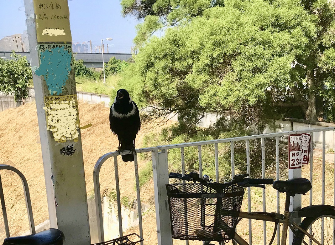這隻白頸鴉在觀察、思考什麽嗎?© Vicky