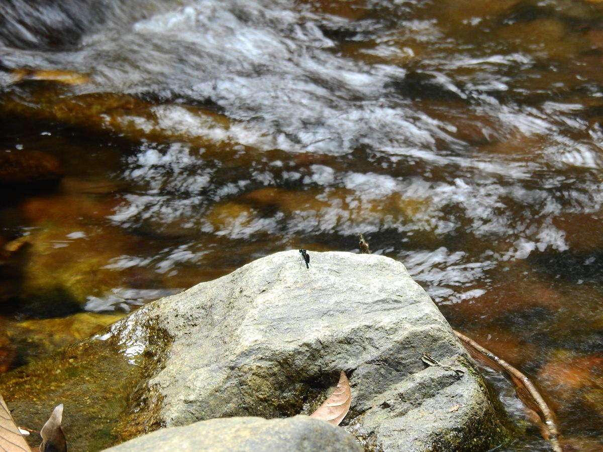 河溪生態,水裏有魚蝦,石頭上有豆娘,周圍有各種植物、昆蟲、雀鳥等。 © helen yip