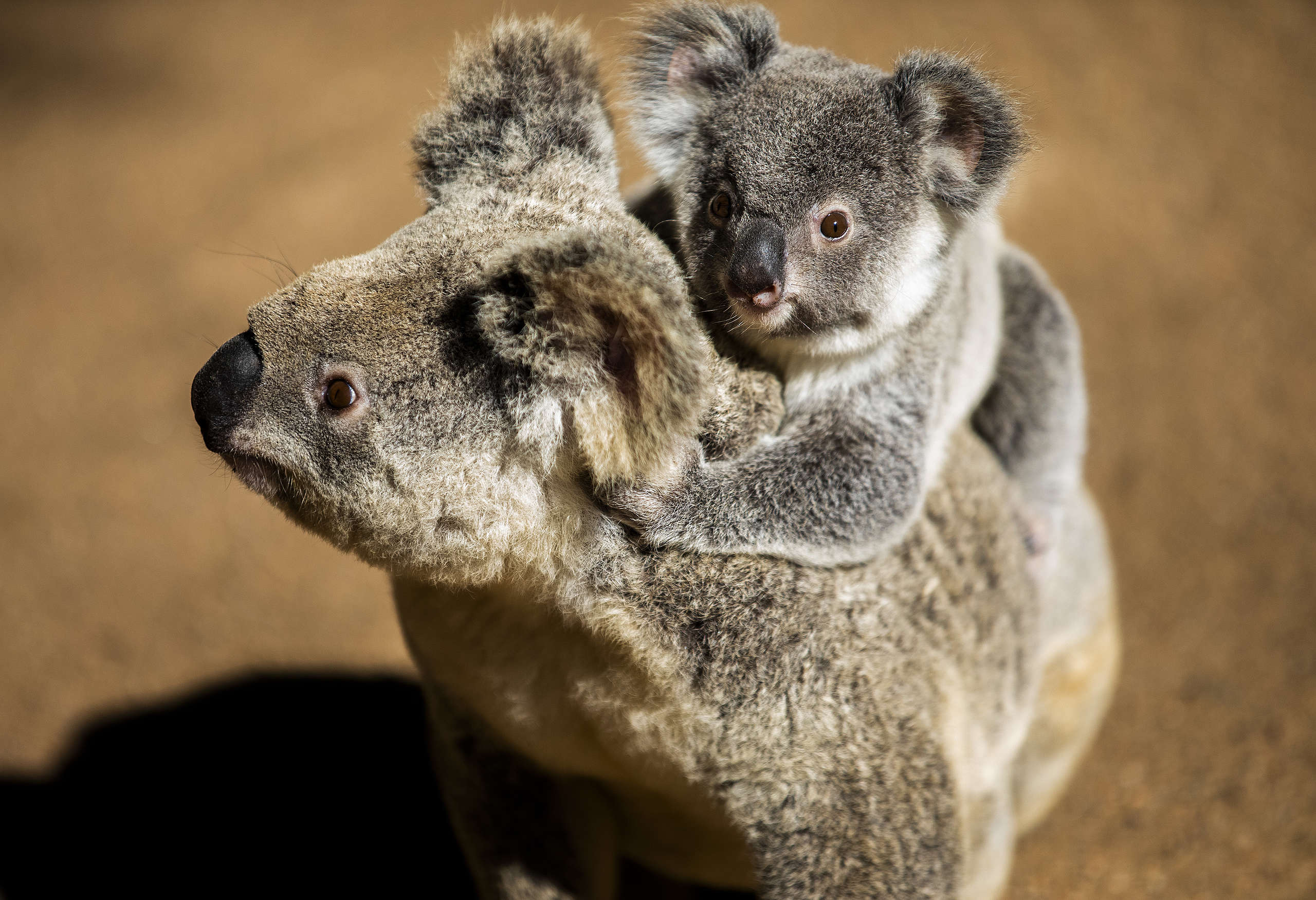 2019至20年的澳洲大火震驚全球，影響成千上萬棲身在該地的動物。© Paul Hilton / Earth Tree Images
