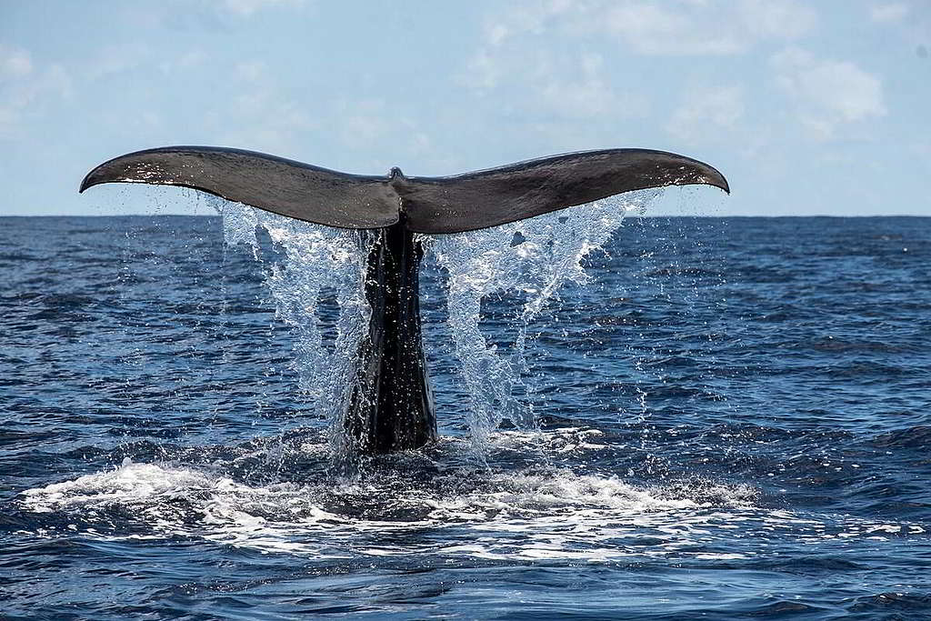 經過兩星期一無所獲、科研團隊幾乎放棄尋找抹香鯨蹤影之際，牠們突然出現眼前，令眾人喜出望外。 © Tommy Trenchard / Greenpeace