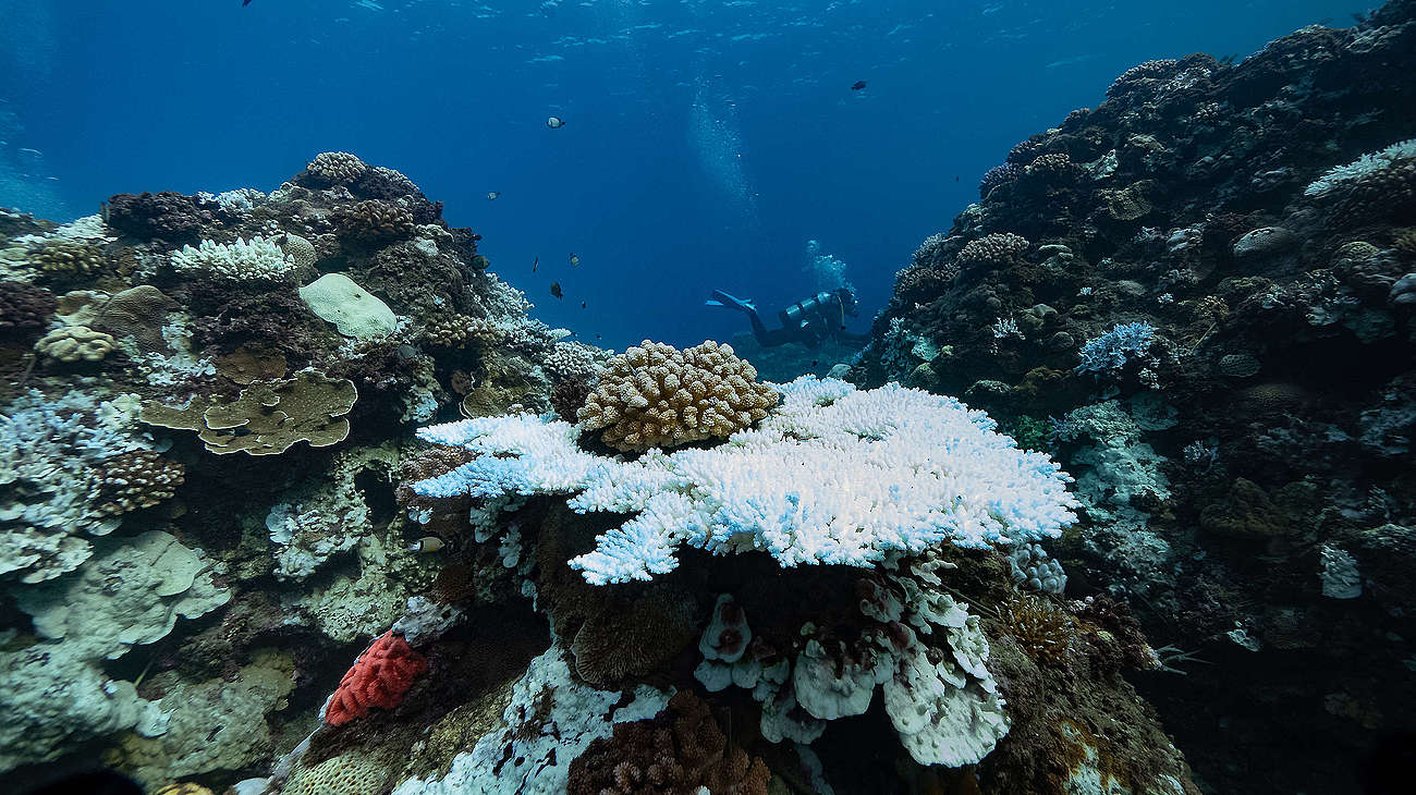 綠色和平在台灣南部墾丁的3個潛水地點記錄了珊瑚白化現象。台灣的珊瑚成為氣候危機的受害者。© Lion Yang / Greenpeace