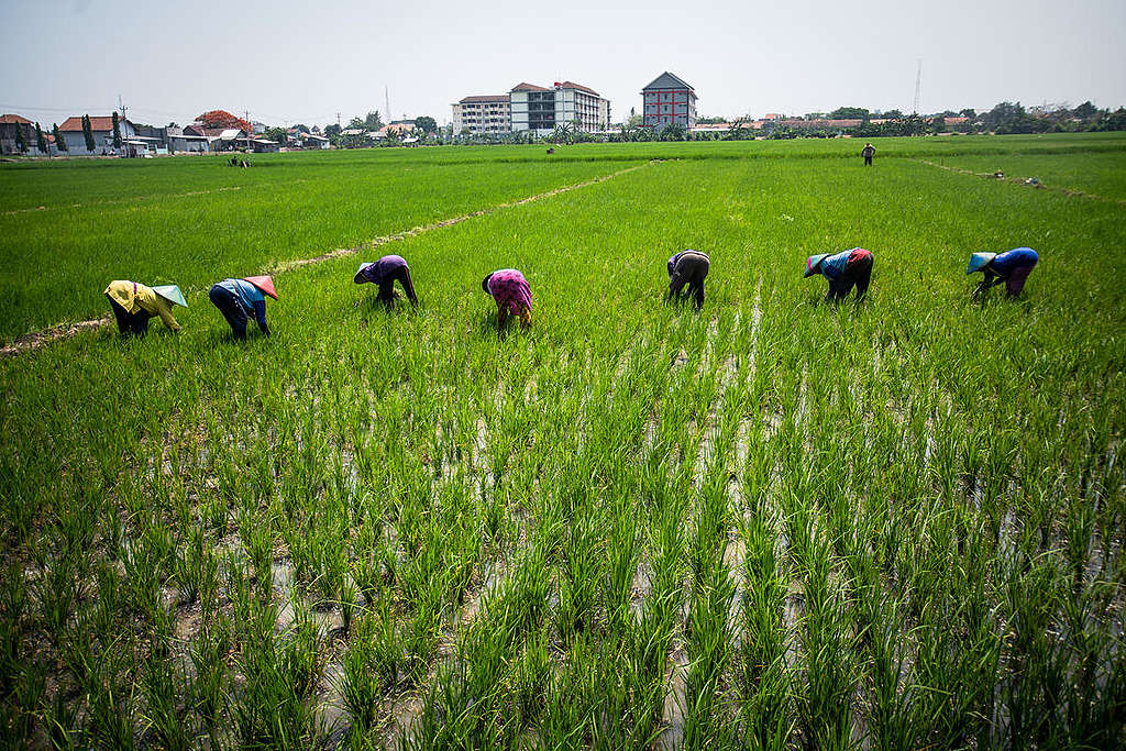 印尼中爪哇的水稻田，農夫正忙著插秧。© Jurnasyanto Sukarno / Greenpeace