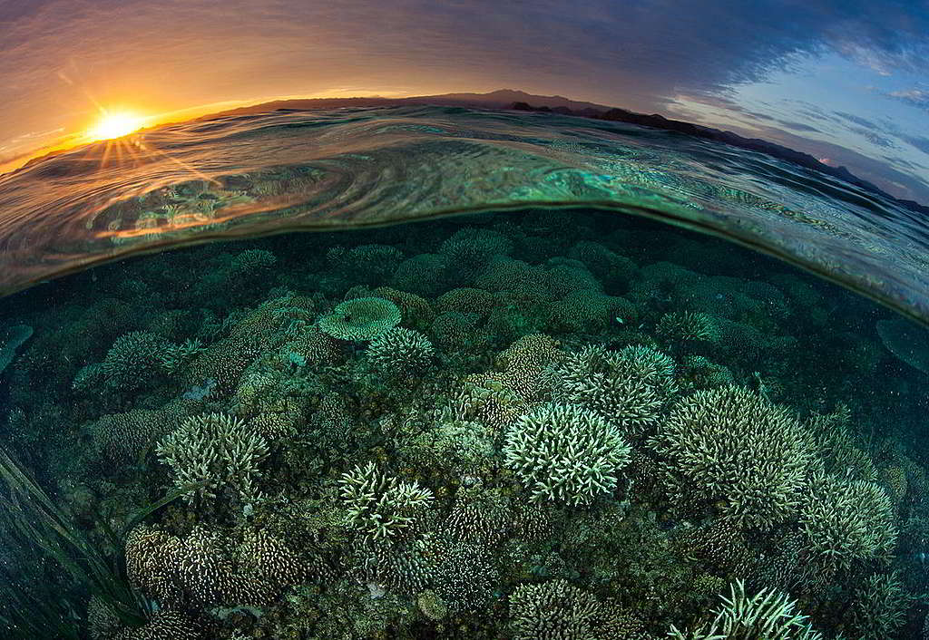 42：印尼科莫多國家公園（Komodo National Park）旭日初升，映照這片聯合國教科文組織世界遺產的水下珊瑚風光。美麗與脆弱，不幸如「孖公仔」出現──有研究指出受氣候危機影響，暖水珊瑚隨時早於2040年消失殆盡。 © Paul Hilton / Greenpeace