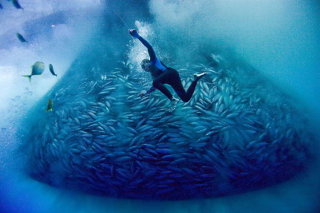 37：2012年，綠色和平船艦希望號展開亞洲海洋守護者之旅，直擊菲律賓圍網（purse seining）漁船的潛水漁工Joel Gonzaga，如何僅用一條簡陋壓縮空氣管完成任務。大型圍網、人工集魚器等破壞性漁法，把非目標魚種「一網打盡」，最壞估算到2048年將無魚可吃。 © Alex Hofford / Greenpeace