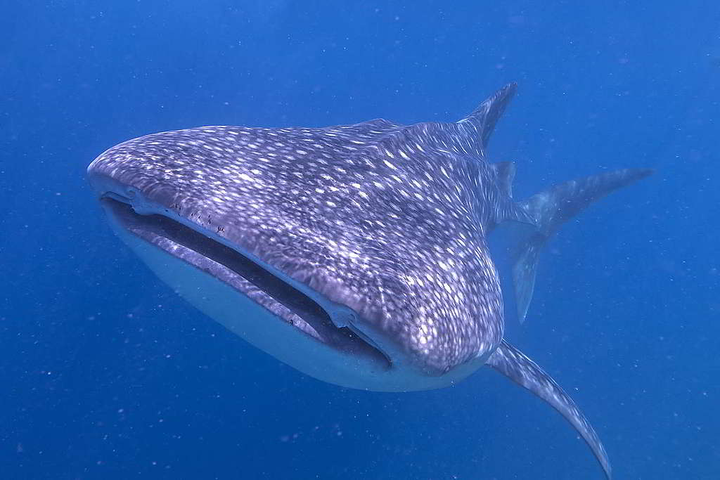 不少潛水員渴望在馬爾代夫一睹鯨鯊(whale shark)風采。 © Manamana / shutterstock.com