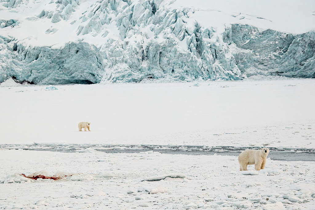 專欄作者Wilson Cheung在北極工作多年，他說有幸見過北極熊30多次。本文從科學與人文角度與你分享他對北極熊的第一手認知。© Wilson Cheung