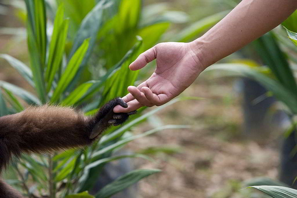 38：印尼婆羅洲葉猴（Borneo Langur）與人類互牽友誼之手；諷刺卻是只因野生動物棲息地受破壞，才令我們彼此相遇？綠色和平2009年追蹤婆羅洲（Borneo）毀林情況，矛頭直指全球最大紙張生產商之一金光集團（Sinar Mas Group）。 © Greenpeace / Ardiles Rante