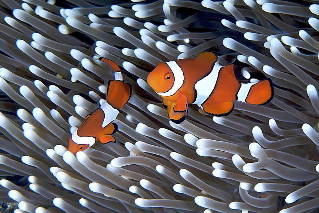 在大堡礁，您可以看到鯊魚、珊瑚、海龜（包含了全球7種海龜的其中6種）、熱帶魚群……在這個擁有極高生物多樣性的景點，生活其中的物種彼此相依生存。 © melissaf84 / shutterstock.com