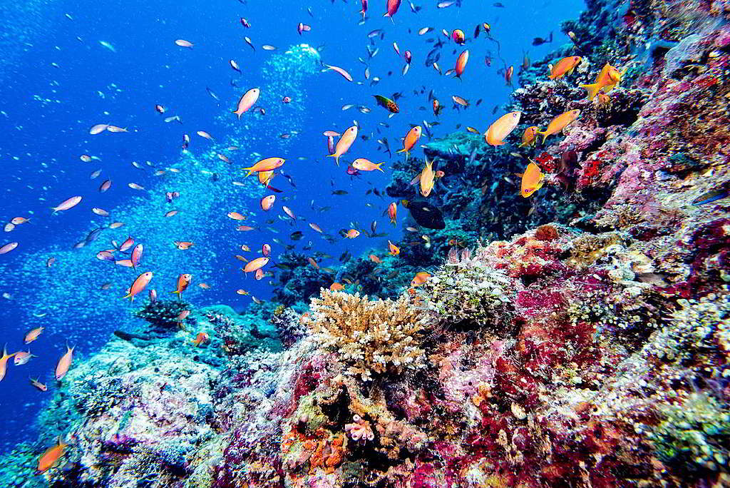 馬爾代夫向來是「潛水勝地」的熱門選擇。 © Andrea Izzotti / shutterstock.com