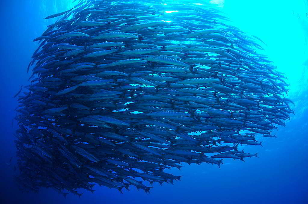 一條魚看似微小,龐大魚群卻往往震撼潛水者的心。 © Simon Shin kwangsig / shutterstock.com