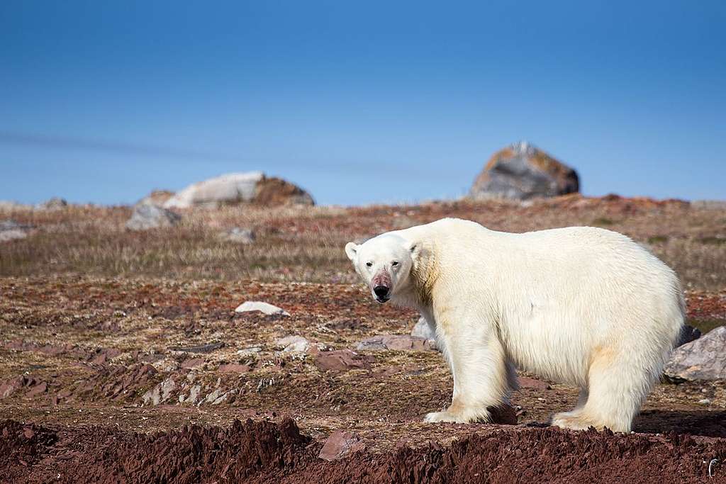成年北極熊可重達350-700公斤，長達兩米左右，不怒自威。©Wilson Cheung