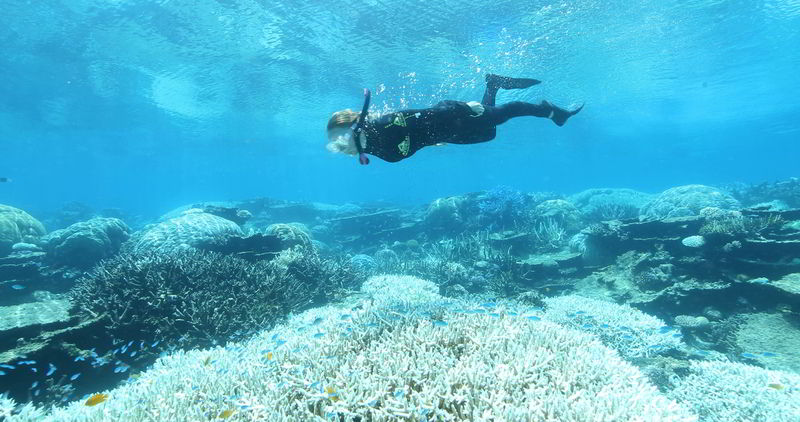 2017年，綠色和平潛水員實地見證大堡礁大規模珊瑚白化事件。 © Dean Miller / Greenpeace
