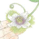 【手上留情】龍珠果花 © 呂朗婷 / Greenpeace