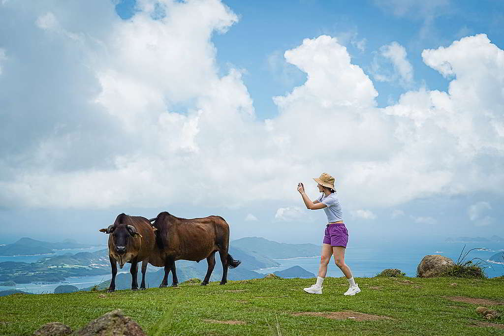 林婷首次近距離接觸牛牛，不忘捕捉牠們的一舉一動。 © Greenpeace / Chilam Wong