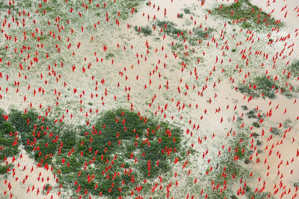 44：水淹巴西低地猶如畫布鋪張，美洲紅䴉（Scarlet Ibis Birds）翱翔在上，份外鮮艷奪目。一片濁水看似了無生氣，綠色和平船艦希望號2017年卻確認從前僅有學術文章「紙上談兵」的亞馬遜珊瑚礁，真實存在。 © Daniel Beltrá / Greenpeace