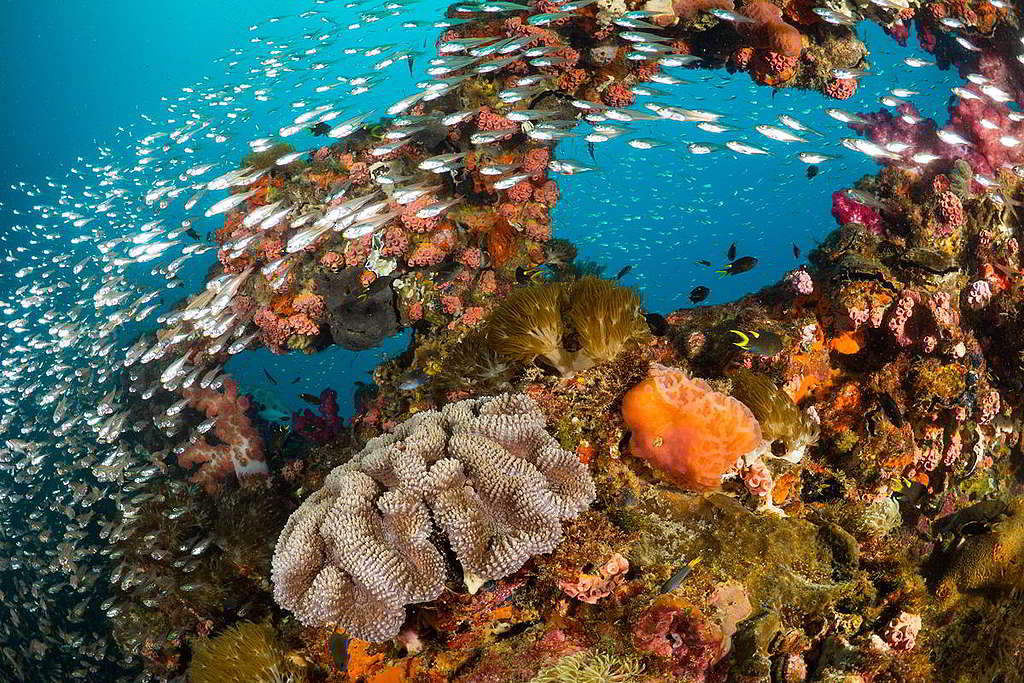 數以百計珊瑚魚（glassfish）暢游大堡礁，場面壯觀。 © Coral Brunner / shutterstock.com