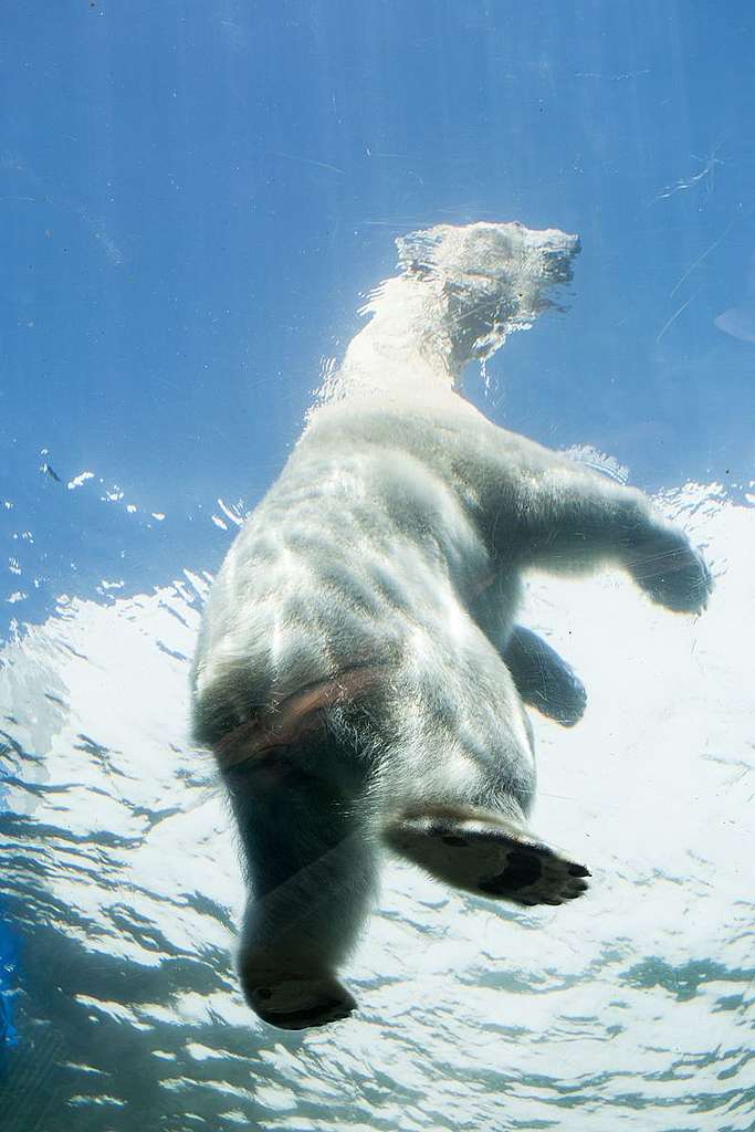 北極熊是極地水陸馬拉松好手 © Wilson Cheung