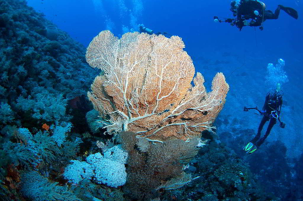台灣綠島的海扇珊瑚。 © Jung Hsuan / shutterstock.com