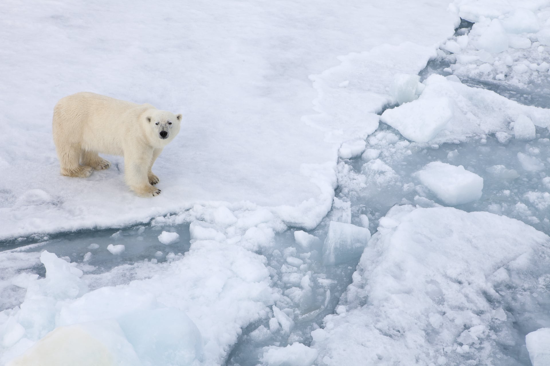 北極熊面臨滅絕危機，守護北極行動， 急需您的支持！