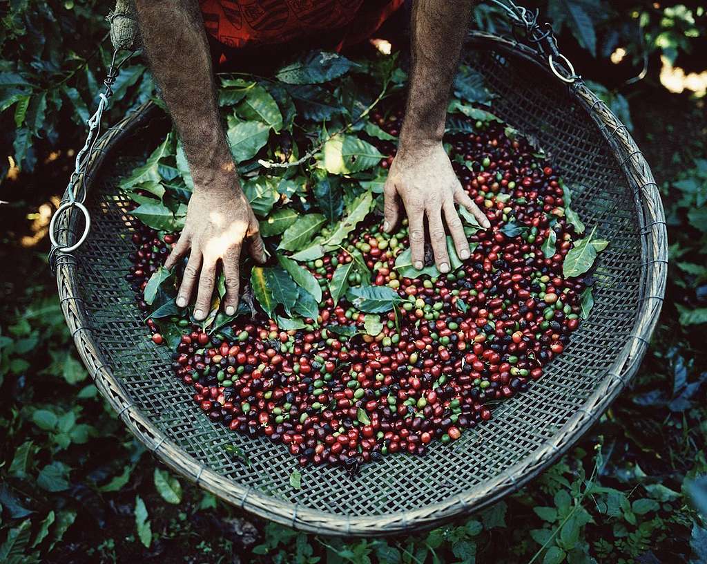 巴西咖啡豆價格隨氣候危機波動，近日更因極端天氣而上升兩成。 © Sophia Evans / Greenpeace