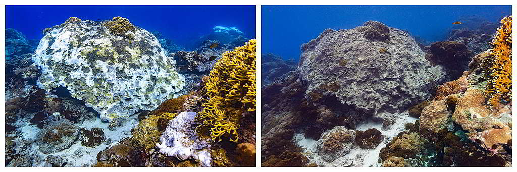 左右兩圖分別攝於去年10月及今年4月，可見綠島石朗一株大型棘杯珊瑚有嚴重藻類 覆蓋，無法從白化狀態中復原，被評為「嚴重」狀態。 Ⓒ Greenpeace