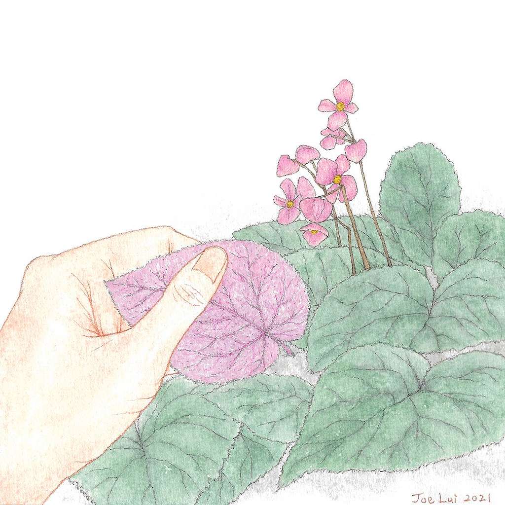 【手上留情】紫背天葵 © 呂朗婷