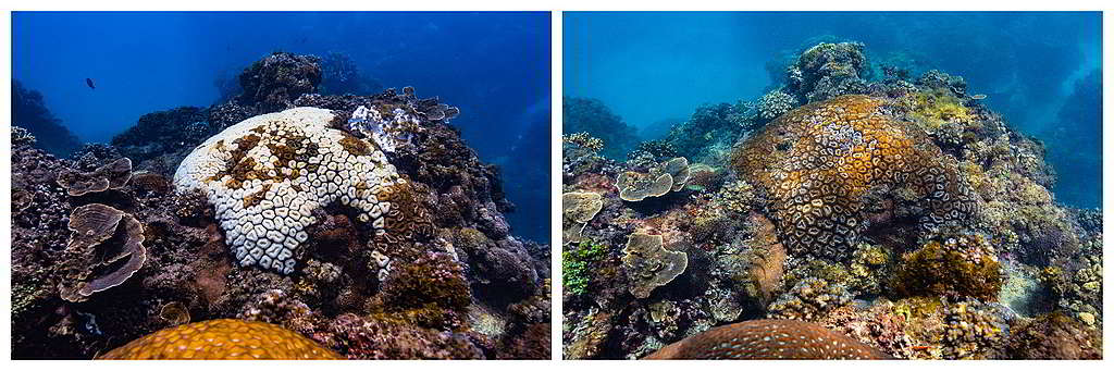 左右兩圖分別攝於去年10月及今年4月，可見墾丁出水口的瓣葉珊瑚本體從白化狀態中復原， 周邊珊瑚大致健康，被評為「良好」狀態。 Ⓒ Greenpeace