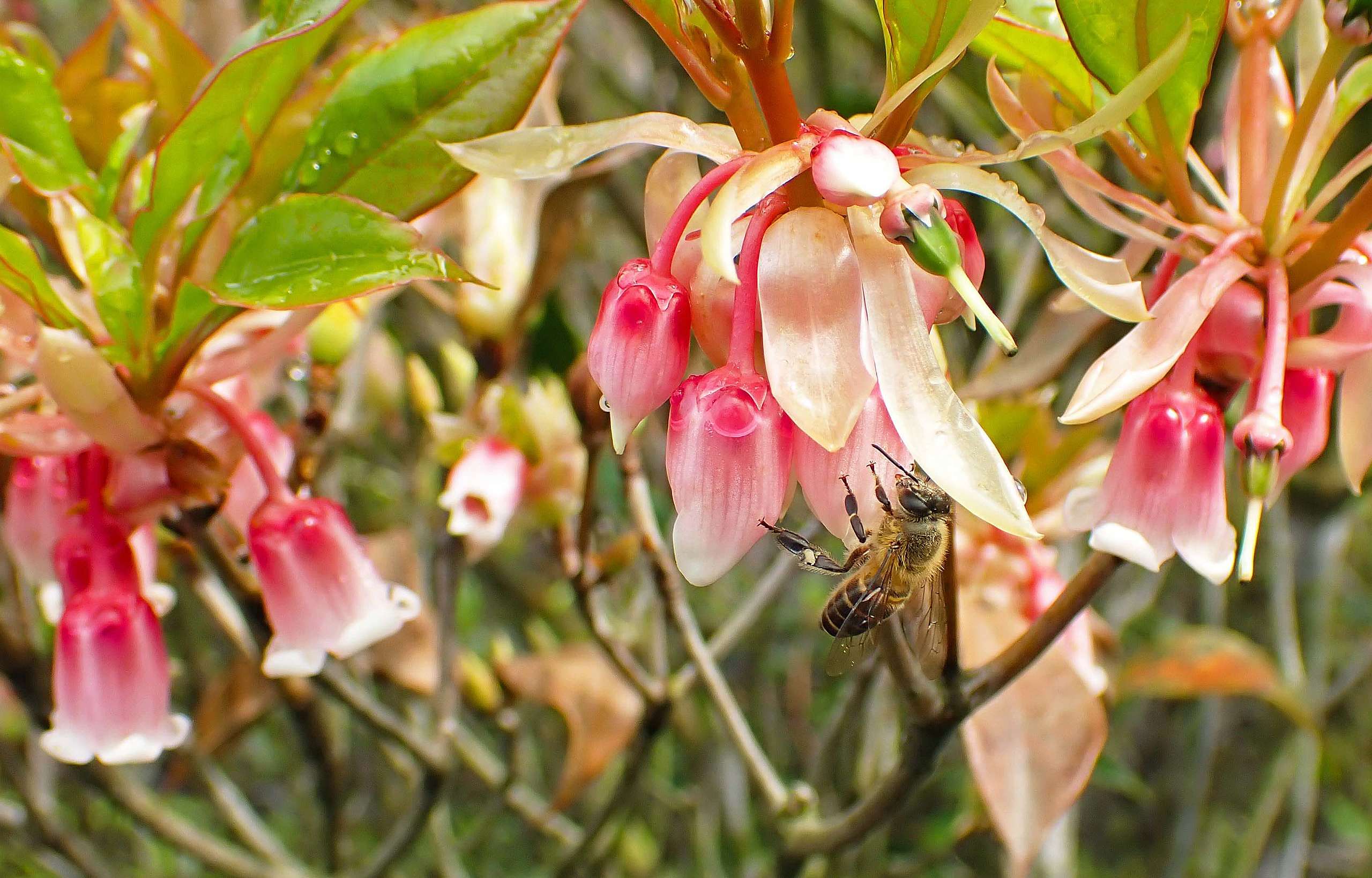 蜜蜂是其中一種香港常見的蜂類。©ABCAT / Greenpeace