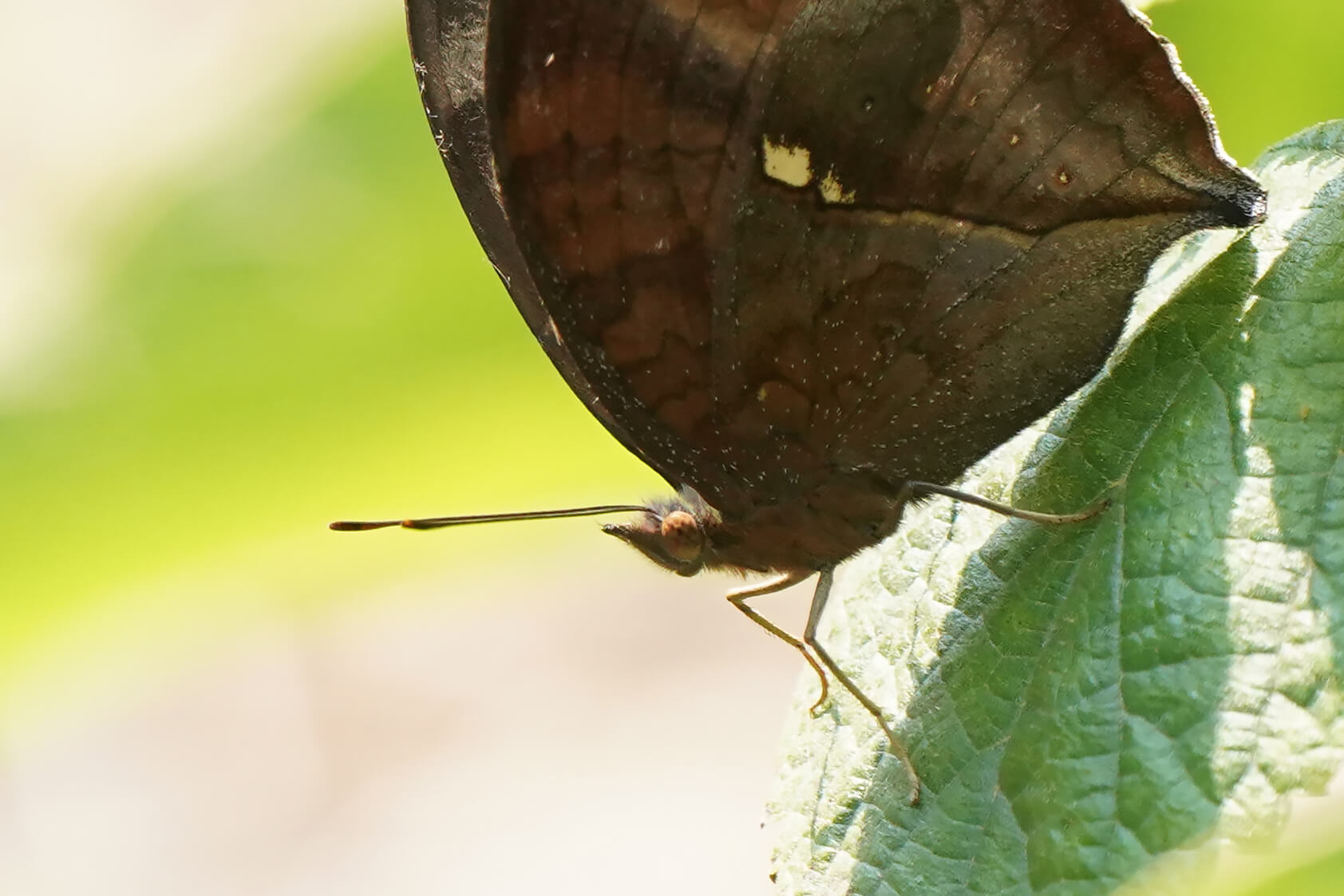 蝴蝶為錘角亞目，蝴蝶的觸角呈末端有腫脹部份。© ABCAT / Greenpeace